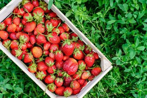Strawberry in a box Stock Photos