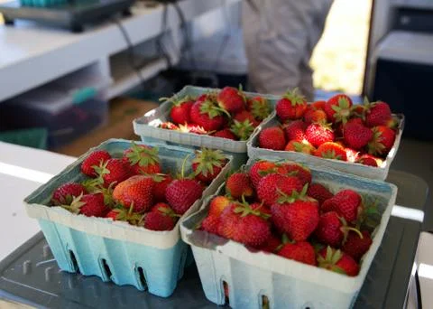 Strawberry boxes getting weighed before purchase and straight for some sweet  Stock Photos
