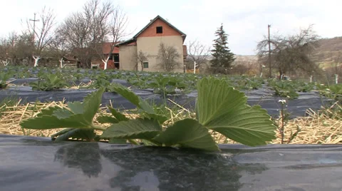 Strawberry bush Stock Footage 38301286