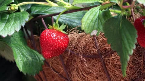 Strawberry on bush in the garden, close up Stock Footage 180430464