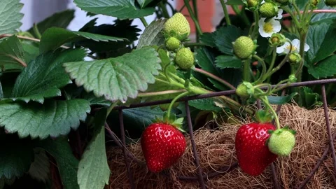 Strawberry on bush in the garden, close up Stock Footage 196964080