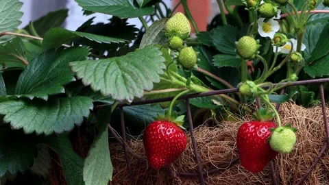 Strawberry on bush in the garden, close up Stock Footage 196966894