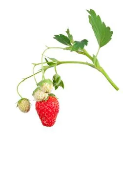 Strawberry bush Stock Photos
