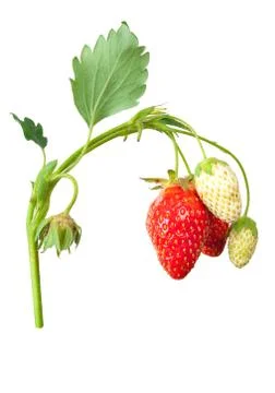 Strawberry bush Stock Photos