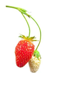 Strawberry bush Stock Photos