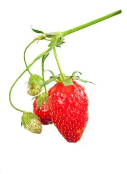 Strawberry bush Stock Photos