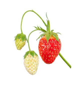 Strawberry bush Stock Photos