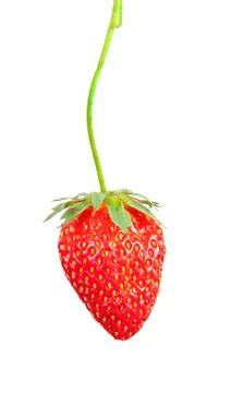 Strawberry bush Stock Photos