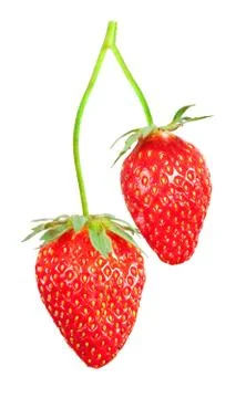 Strawberry bush Stock Photos