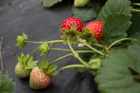 Strawberry bush Stock Photos
