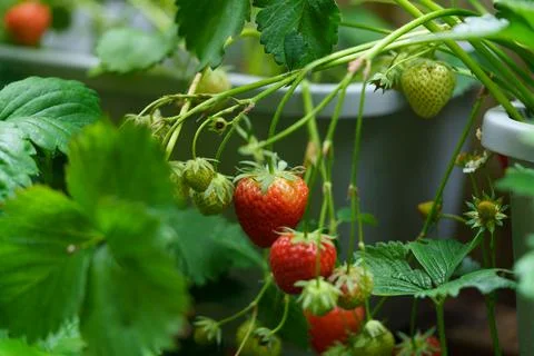 A strawberry bush 库存照片