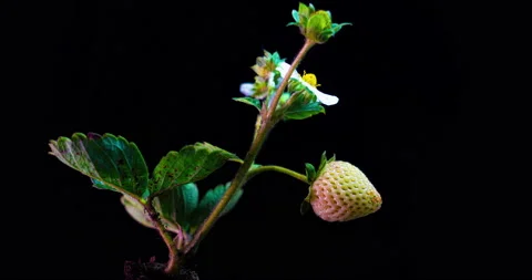 Strawberry bush ripens in a time lapse on a black background, ripening remontant Stock Footage 140477674