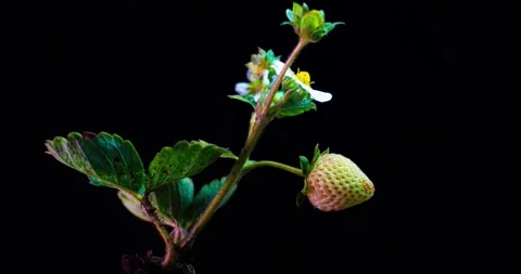 Strawberry bush ripens in a time lapse on a black background, ripening remontant Stock Footage 147631703