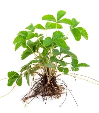 Strawberry bush with root Stock Photos