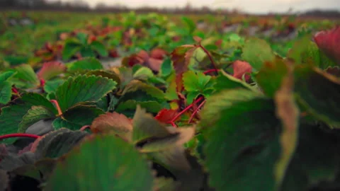 Strawberry bush sways in the wind Video stock 169130187