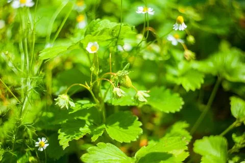 Strawberry bush texture Stock Photos