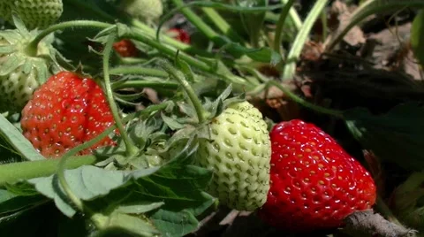 Strawberry bush with two red one green berry growing on the ground Stock Footage 50803690