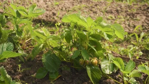 A strawberry bush under drops of water. watering strawberry beds Stock Footage 277486108