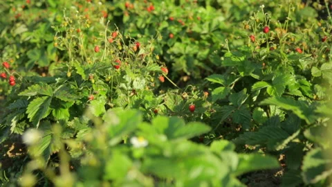 Strawberry bushes with berries Stock Footage 99897967