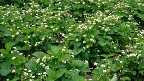 Strawberry bushes in bloom. Stock Footage 111623566