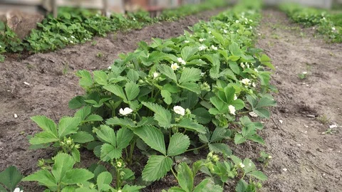 Strawberry bushes blooming Stock Footage 108522045