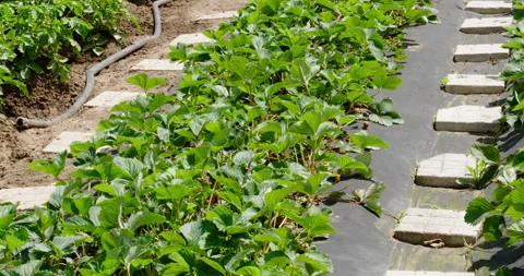 Strawberry bushes Stock Footage 132321656