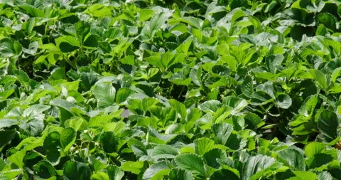 Strawberry bushes 库存影片 132361230