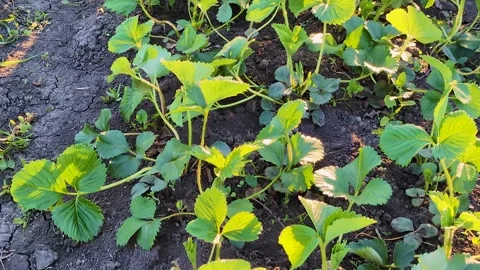 Strawberry bushes Stock Footage 306960066