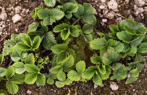 Strawberry bushes on the ground. Spring processing of strawberries before Stock Photos