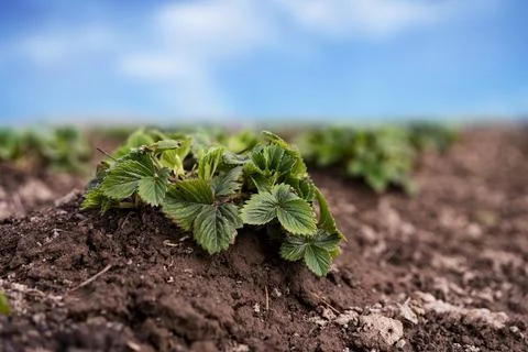 Strawberry bushes on the ground. Spring processing of strawberries before Stock Photos