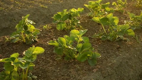 Strawberry bushes in the light of the setting sun Stock Footage 140493223