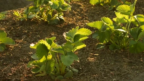 Strawberry bushes in the wind in the light of the setting sun Stock Footage 140493229