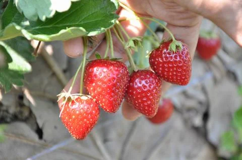 Strawberry, cherry red. Stock-Fotos