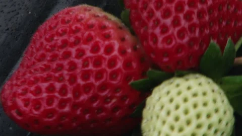 Strawberry Close up Stock Footage 169084190