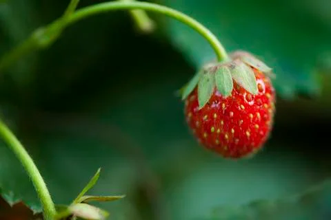 Strawberry close up Photos