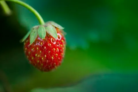 Strawberry close up Photos