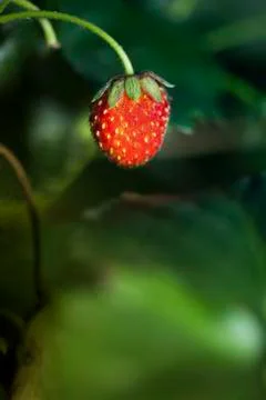 Strawberry close up 库存照片