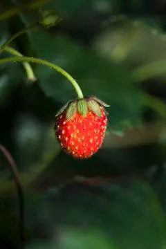 Strawberry close up Fotos Stock