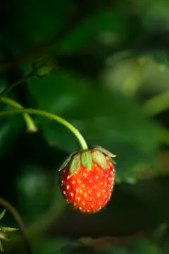 Strawberry close up Photos