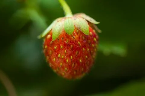 Strawberry close up 库存照片