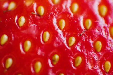 Strawberry close-up. The texture of the strawberry surface. Stock Photos
