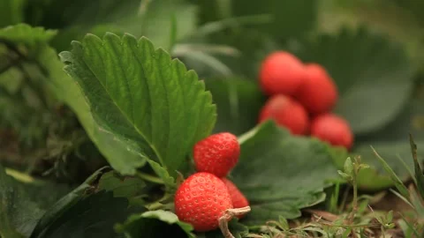 Strawberry closeup shot Video stock 130563135