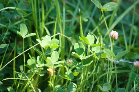 Strawberry clover closeup view with selective focus on foreground Stock Photos