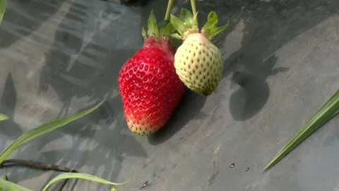 Strawberry cultivation fields Video stock 328457175