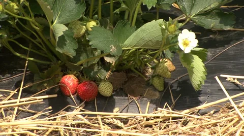 Strawberry cultivation 스톡 동영상 39664623
