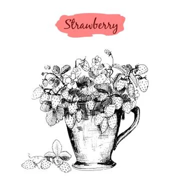 Strawberry in a cup Stock Illustration