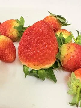 Strawberry Delight Stock Photos