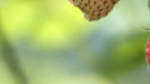 Strawberry Details Stock Footage 137559378