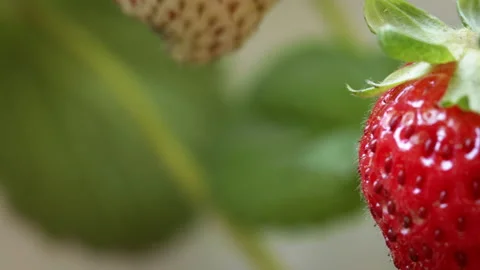 Strawberry Details Stock Footage 137559384