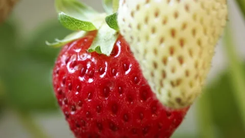 Strawberry Details Stock Footage 137559422